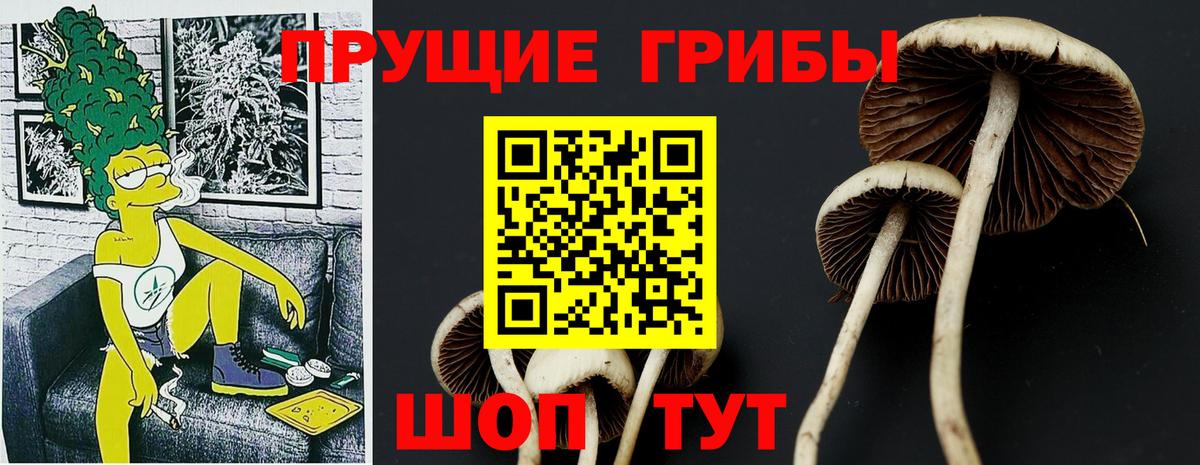 Псилоцибиновые грибы Psilocybe Реутов